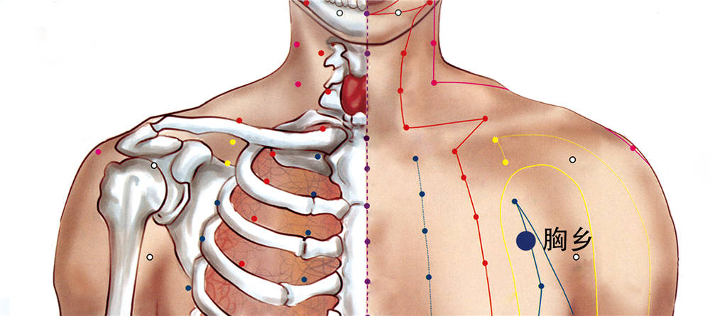 胸乡穴主治 胸部疼痛  咳嗽  胸胁胀痛 胸乡穴的准确位置 在胸部,第3