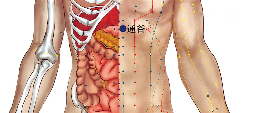 腹胀,呕吐,胸痛,心痛,心悸 通谷穴的准确位置 在上腹部,脐中上5寸,前