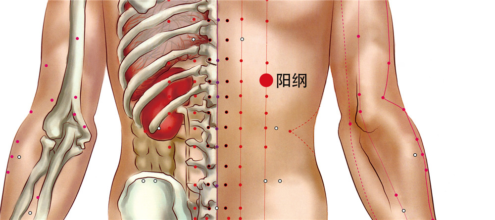 阳纲穴的准确位置图
