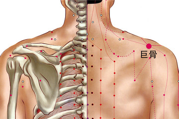 巨骨穴位置取穴 沿着锁骨向外至肩峰端,再找背部肩胛冈,两者之间凹陷