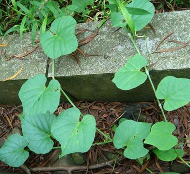 别名:白粉藤,独脚乌桕,粉藤薯性味:块根:味微辛,性平.有小毒.