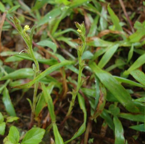 中药材 利水渗湿药 独脚柑 dujiaogan 别名:干草,细独脚马骝,马佬含菊