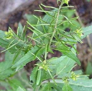 中药材 利水渗湿药 蔊菜 hancai 别名:辣米菜,野油菜,干油菜,石豇豆