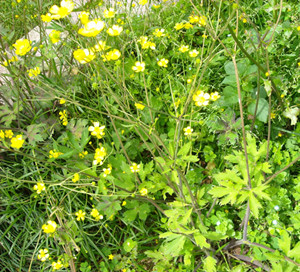 中医馆 中草药 清热药 回回蒜 huihuisuan 别名:水胡椒,蝎虎草,回回蒜