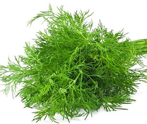 茴香茎叶