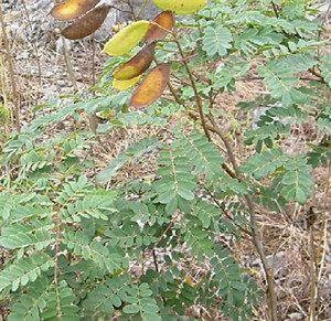 中药材 利水渗湿药 云实根 yunshigen 别名:牛王茨根,阎王刺根 性味