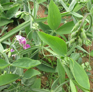 竹叶马豆药用部位 为豆科植物细叶牧地香豌豆的全草.