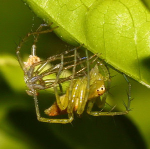 蜘蛛蜕壳