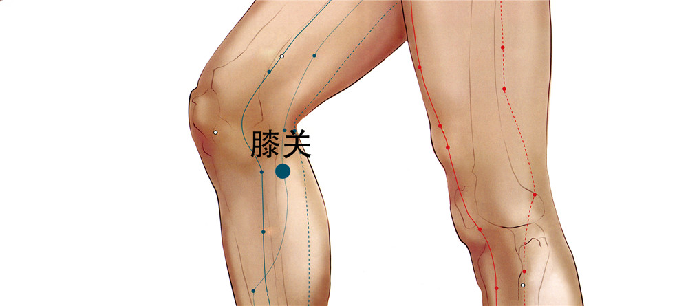 膝关的准确位置及功效图片