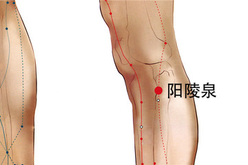 阳陵泉穴