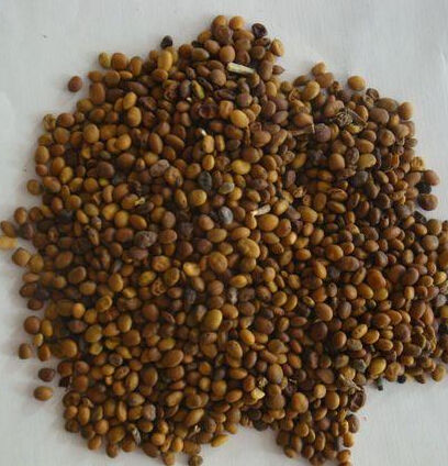 苦豆子的功效与作用-图片-禁忌-乡间郎中