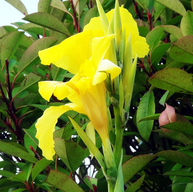 黄花美人蕉