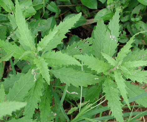 别名:臭川芎,土荆芥,蛇药草,埔姜癀  性味:味辛,苦,性微温,臭气味,有