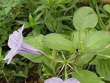 消渴草的功效与作用-图片-禁忌-乡间郎中