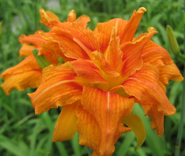 萱草根xuancao 安神解热利尿利湿凉血明目清热消炎消肿止痛止血 别名