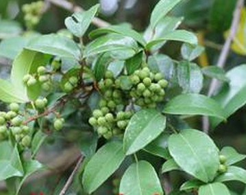 别名:假三念,山杨桃,山羊桃,黄葵,三脚破(鳖)性味:味微甘,性凉.