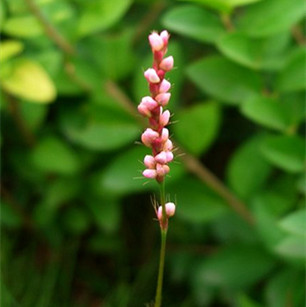 中藥材 利水滲溼藥 紅辣蓼honglaliao 別名:瓊柳草,蓼子草,斑蕉草,青