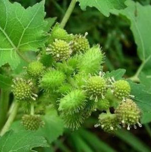 苍耳根