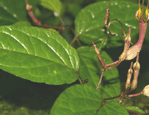 中医馆 中草药 解毒杀虫药 对叶林duiyelin 别名:底线参,蕤参  性味