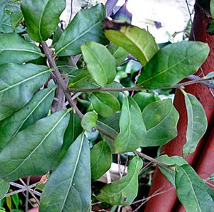 黑塔子叶的功效与作用 图片 禁忌 乡间郎中