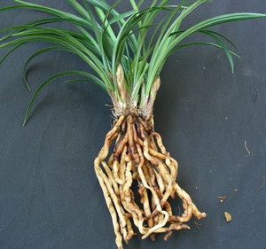 中药材 利水渗湿药 建兰根jianlangen 别名:土续断,兰根,兰花根 性味