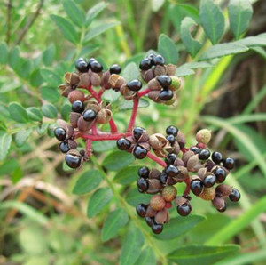 中医馆 中草药 利水渗湿药 椒目jiaomu 别名:川椒目  性味:味辛,苦,性