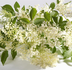 接骨木花