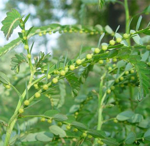 九仙草的功效与作用-图片-禁忌-乡间郎中