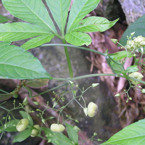 别名:金龟莲,金银盆,土马兜铃,金腰莲,曲莲,苦金盆,大籽雪胆性味:味苦