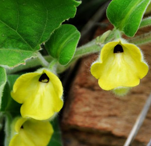 绵毛马兜铃食用方法和用法用量及怎么吃最好