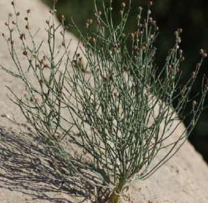中医馆 中草药 清热药 牛含水niuhanshui 别名:野胡麻,倒打草,刺儿草