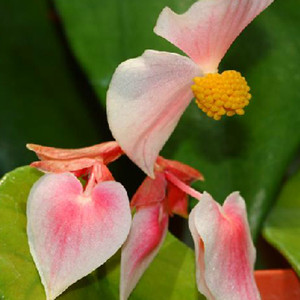 pashanhou 别名:红孩儿,爬地龙,爬岩龙,岩蜈蚣,野海棠,昌感秋海棠,盾