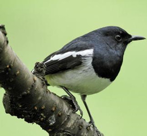 中医馆 中草药 收涩药 桑鳸sanghu 别名:桑扈,青雀,窃脂,蜡嘴雀,蜡嘴