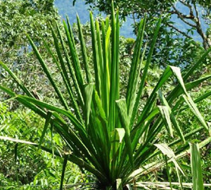 山鐵樹葉