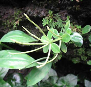 別名:火傷葉,胡椒草,散血膽,豆瓣七,散血丹,石馬菜,豆瓣綠,紅豆瓣性味