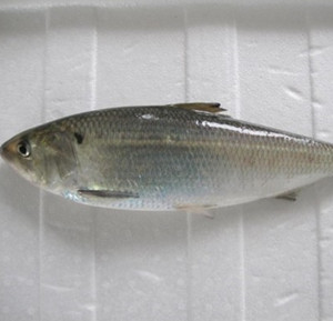鲥鱼
