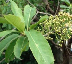 水翁花