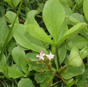 别名:绰菜,瞑菜,醉草性味:味甘,苦,性凉.无毒.归经:归心,脾经.