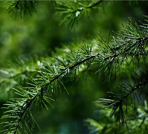 松针(松叶)的功效与作用-图片-禁忌-乡间郎中