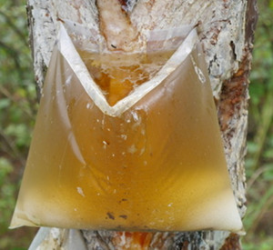 松油的功效与作用 图片 禁忌 用法用量 乡间郎中