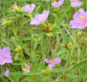 大香炉,天吊香,蜂窝草,山牡丹,金石榴,化痰草,金杯草,柳叶花,九盏灯