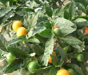 中医馆 中草药 祛风湿药 胃友weiyou 别名:叶上花,清香桂,万年青,土