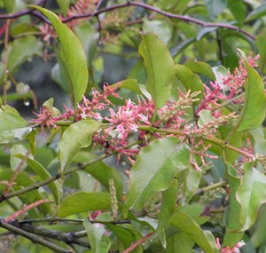 寄生wubanjisheng 別名:桂花寄生,木棉寄生,袖桐寄生,杉木寄生,桑寄生