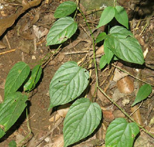 下果藤的功效与作用-图片-禁忌-乡间郎中