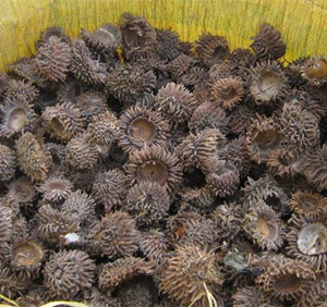 橡实壳-橡实壳的功效与作用-图片-禁忌-乡间郎中