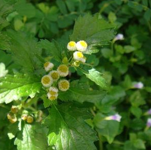 鱼眼草的功效与作用-图片-禁忌-乡间郎中