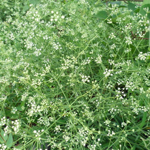 白毛草的功效与作用-图片-禁忌-乡间郎中