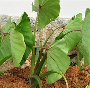 中医馆 中草药 收涩药 芋叶yuye 别名:芋荷,芋苗,青皮叶,独皮叶  性味