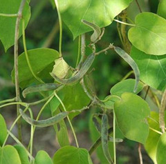 通光散的功效与作用-图片-禁忌-乡间郎中