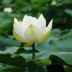 白荷花露的功效与作用 图片 禁忌 用法用量 乡间郎中